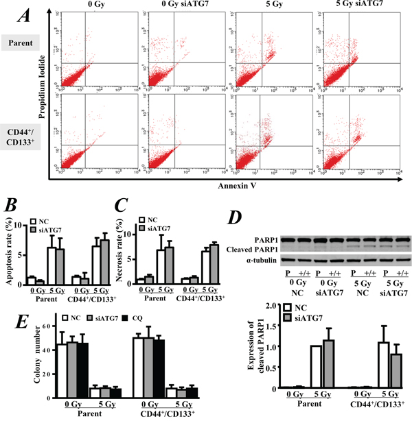 Apoptosis and clonogenic survival.