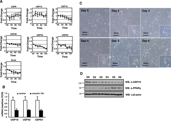 Expression profiling of DUB genes in the insulin-treated 3T3-L1 cells.