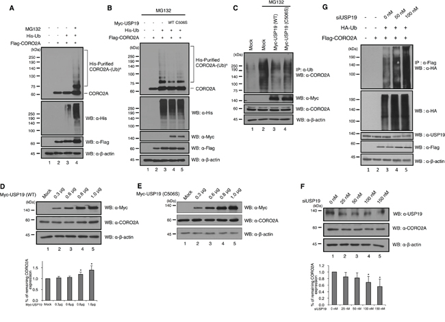 Deubiquitinating activity of USP19 on CORO2A.