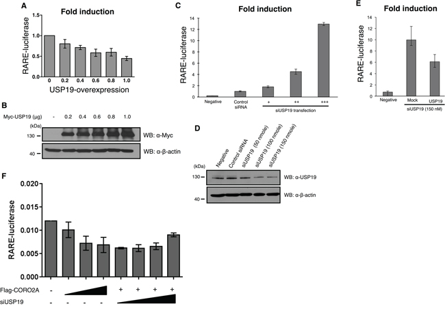Effect of depletion of USP19 on RAR and PPAR-&gamma; transcriptional activity.