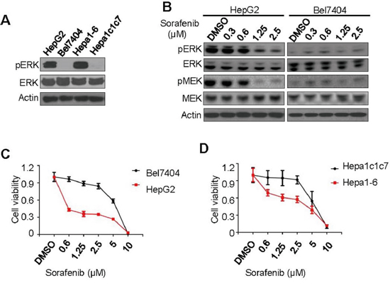 Correlation of pERK expression with sorafenib inhibition of liver cancer cell proliferation.