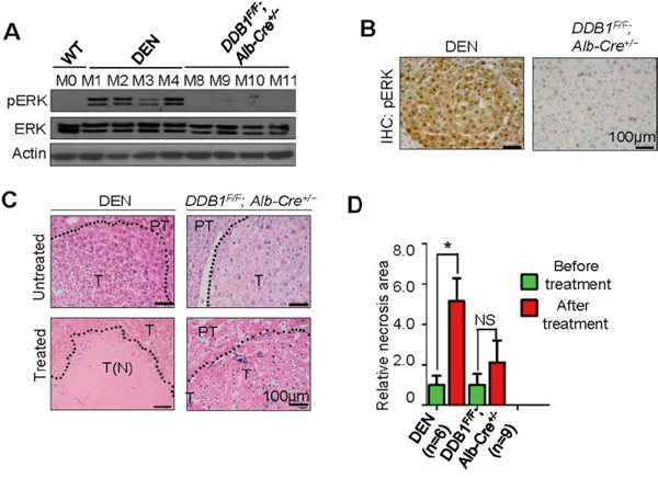 Correlation of pERK expression with sorafenib sensitivity in mouse liver tumor models.