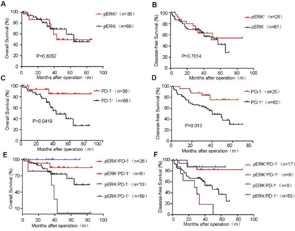 Kaplan&#x2013;Meier survival curves of postoperative HCC patients stratified by pERK and PD-1 expression.