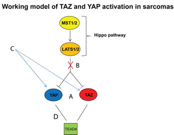Working model of YAP and TAZ activation in sarcomas.