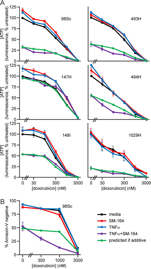 Doxorubicin cooperates with SM-164 and TNF&#x3b1; co-treatment to kill primary murine osteosarcoma cells.