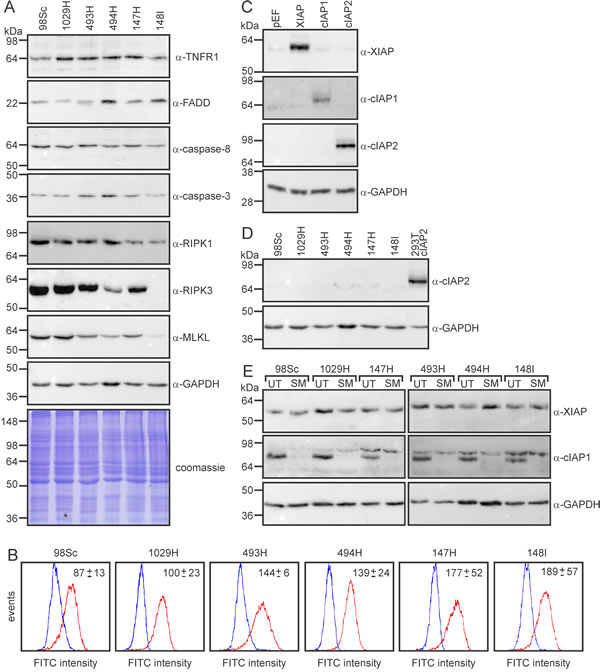 RIPK1 and RIPK3 levels vary between primary murine osteosarcomas.