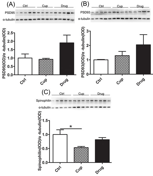 Decreased level of synaptic protein in the hippocampus.