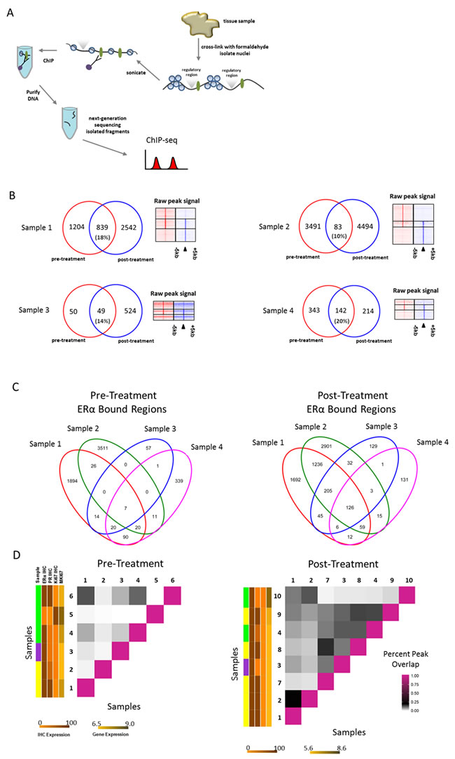 ER&#x3b1; binding events before and after neoadjuvant tamoxifen treatment.