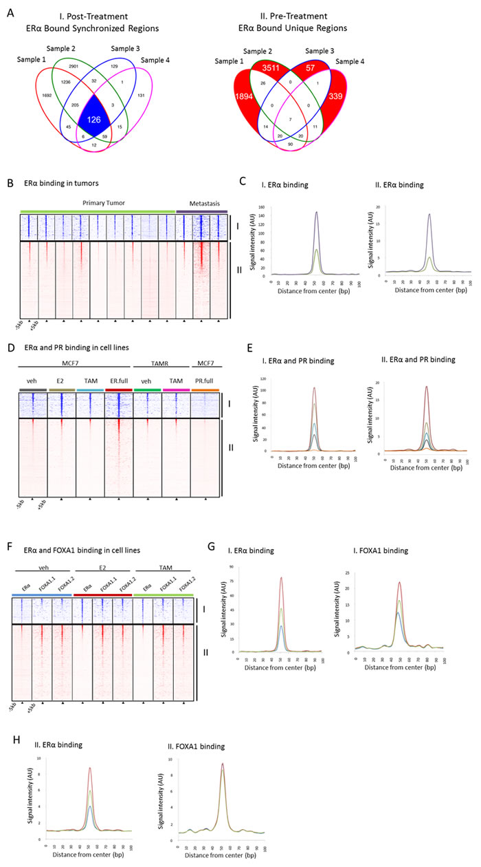 Binding profiles of 126 tamoxifen-synchronized regions (I) and unique pre-treatment regions (II).