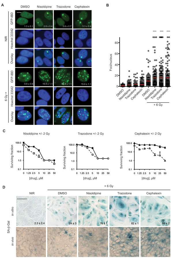 Candidate radiosensitizers induce IRIF persistence, cellular senescence and reduced colony formation in MCF7GFP-IBD cells.