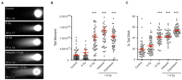 Cephalexin increases persistent DNA damage in irradiated B16.SIY cells.