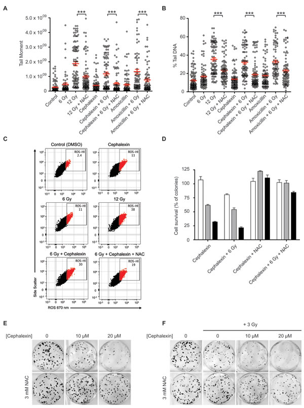 Cephalexin induces ROS production which contributes to radiosensitization.