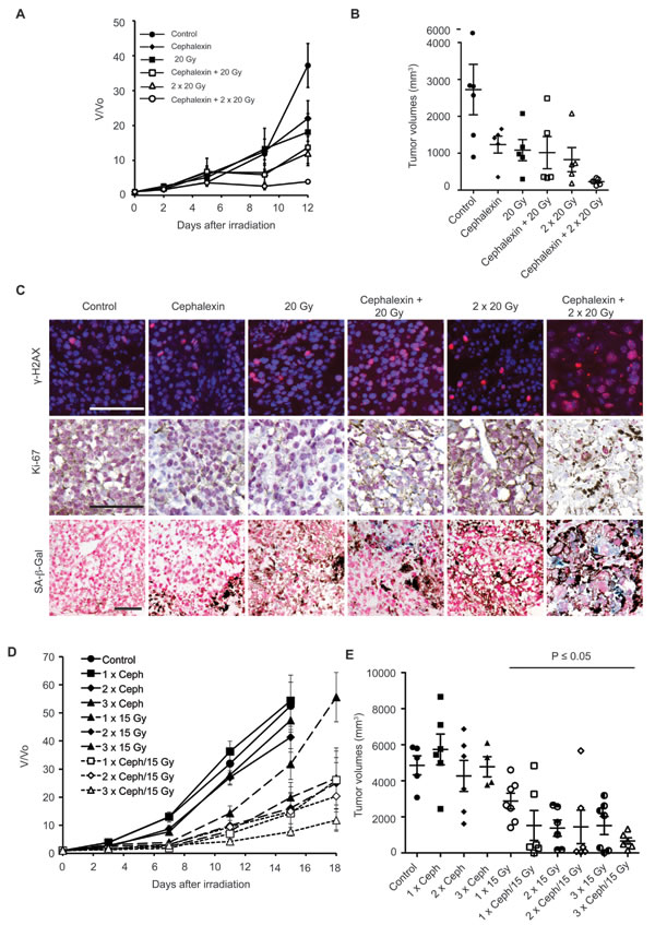 Prolonged treatment with cephalexin is not required to enhance radiosensitizarion and suppress the growth of B16.SIY tumors.