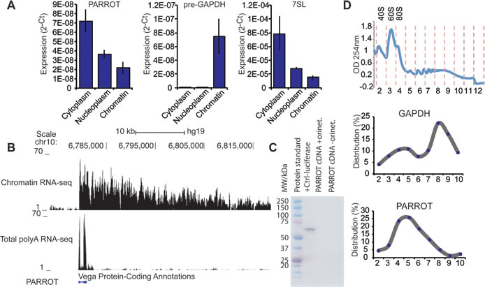 PARROT is primarily a cytoplasmic long non-coding RNA.