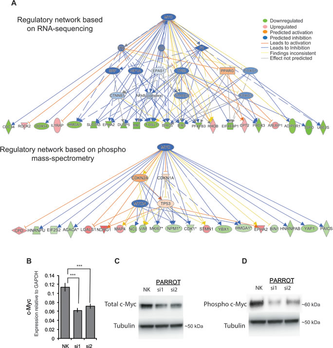 PARROT is an upstream regulator of c-Myc.