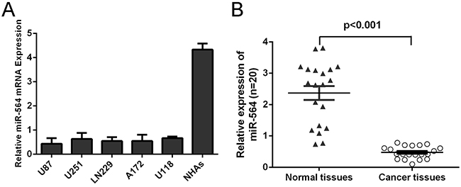 Reduced miR-564 expression in glioblastoma tissues and cell lines.