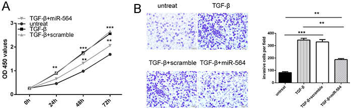 miR-564 is involved in TGF-&#x03B2;-induced tumor proliferation and invasion.