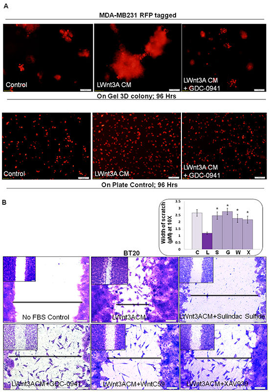 Effect of pan-PI3K inhibitor GDC-0941, sulindac sulfide, WntC59 and XAV939 on LWnt3ACM stimulated 3D-ON-TOP growth in MDA-MB231Red (A) and fibronectin-directed migration in BT20 (B) cells.