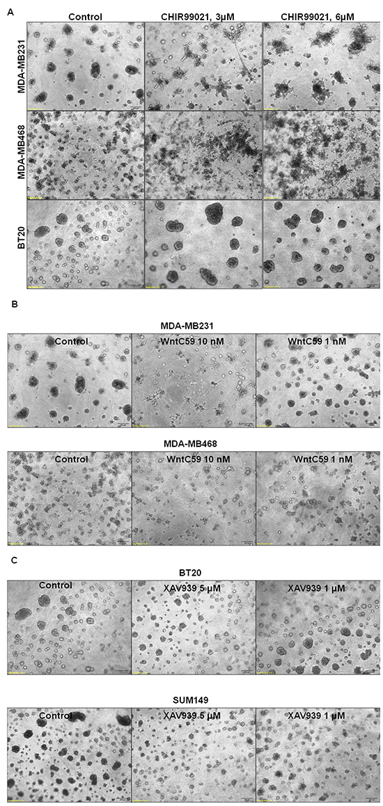 Effect of WP modulators on clonogenic growth (A-C), cell survival (D), fibronectin-directed migration (E) and matrigel invasion (F) in different TNBC cells.