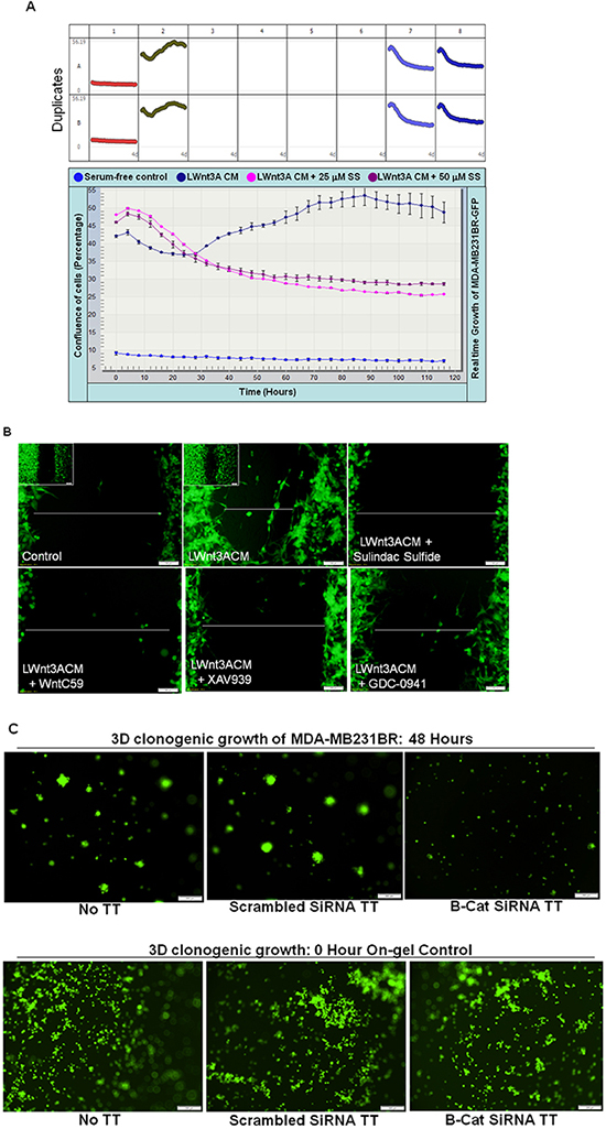 Effect of sulindac sulfide, WntC59, XAV939, GDC-0941 treatment and transient transfection of beta-catenin siRNA on real-time proliferation (A), fibronectin-directed migration (B) and clonogenic 3D growth (C) of brain metastasis-directed MDA-MB231BR TNBC cells.