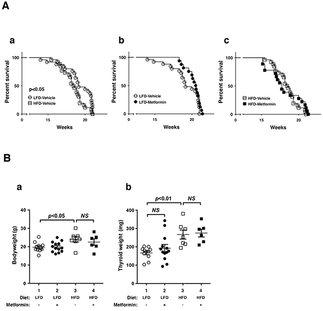 Effects of metformin on survival and thyroid tumor growth of LFD- or HFD- ThrbPV/PV Pten+/&#x2212;mice.