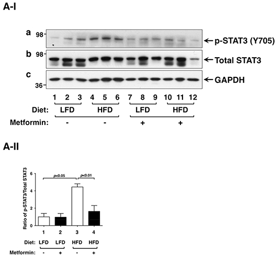 Effect of metformin on STAT3 and p-STAT3 protein abundance in the thyroids of LFD- or HFD- ThrbPV/PV Pten+/&#x2212;mice.