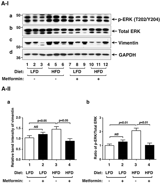 Effects of metformin on protein levels of ERK, vimentin and key regulators of integrin signaling pathway in the thyroids of LFD- or HFD- ThrbPV/PV Pten+/&#x2212;mice.