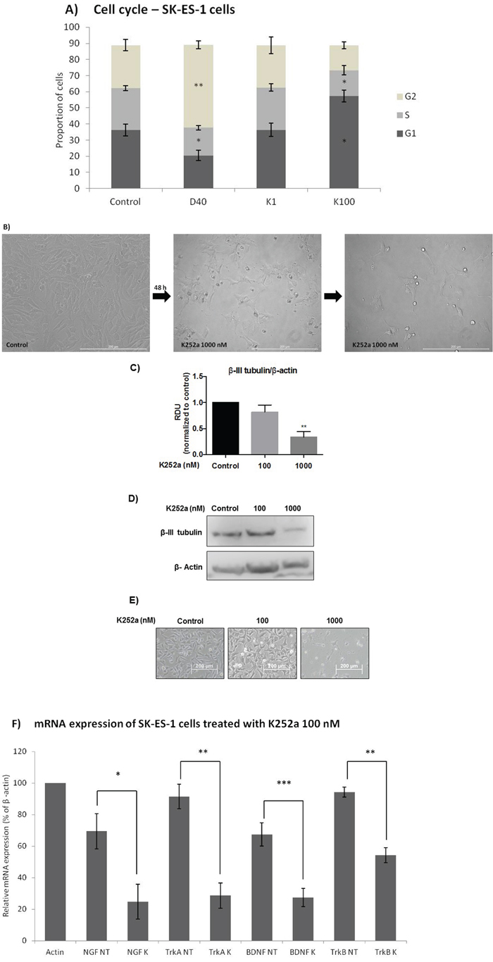 Analyses of cell cycle, morphological changes, neuronal differentiation, and mRNA expression of cells treated with K252a.