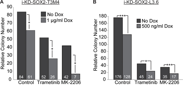 Knockdown of SOX2 in i-KdSOX2-T3M4 and i-KdSOX2-L3.6 cells reduces cloning efficiency and enhances the growth inhibiting effects of trametinib and MK-2206.
