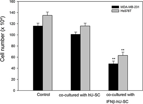 Effect of hUCMSCs and IFN&#x03B2;-hUCMSCs co-culture on growth of MDA-MB-231 and Hs578T.