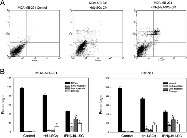 Effect of hUCMSCs or IFN&#x03B2;-hUCMSCs conditioned medium on the induction of apoptosis in MDA-MB-231 and Hs578T.