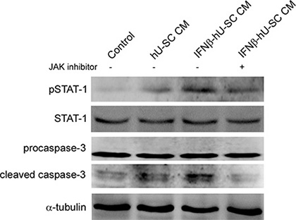 Involvement of Jak-Stat pathway in IFN&#x03B2;-hUCMSCs conditioned medium induced apoptosis.
