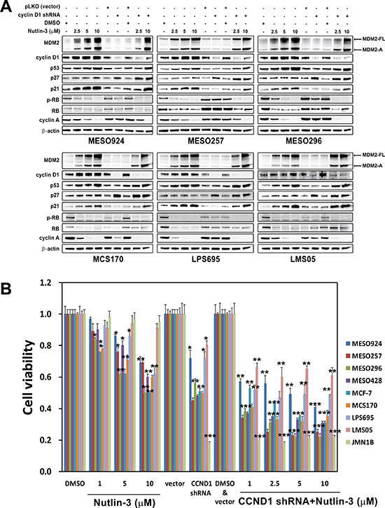 Additive effects were observed through coordinated inhibition of MDM2-p53 interaction and cyclin D1 as demonstrated by immunoblotting (A) and cell viability (B), showing that combination of MDM2 inhibition and cyclin D1 knockdown had greater anti-proliferative effects, compared to either intervention alone in mesothelioma cell lines (MESO924, MESO257, MESO296, MESO428, and JMN1B), a breast cancer cell line (MCF-7), a chondrosarcoma (MCS170), a liposarcoma cell line (LPS695), and a leiomyosarcoma cell line (LMS05).