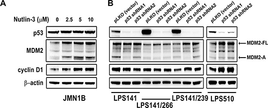 Immunoblotting evaluation of MDM2, p53, and cyclin D1 expression after treatment with Nutlin-3 (2.5, 5, 10 &#x03BC;M) for 48 hours in mutant p53 mesothelioma cell line (JMN1B) (A) and stable p53 knockdowns at 10 days post-infection by lentiviral TP53 shRNA constructs in liposarcoma cell lines (LPS141, LPS141/239, LPS141/266 and LPS510) (B).