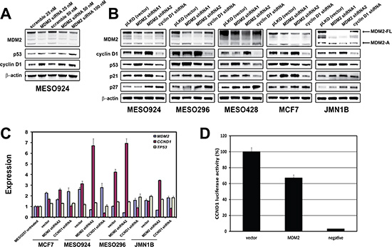 Regulation of cyclin D1 expression by MDM2.