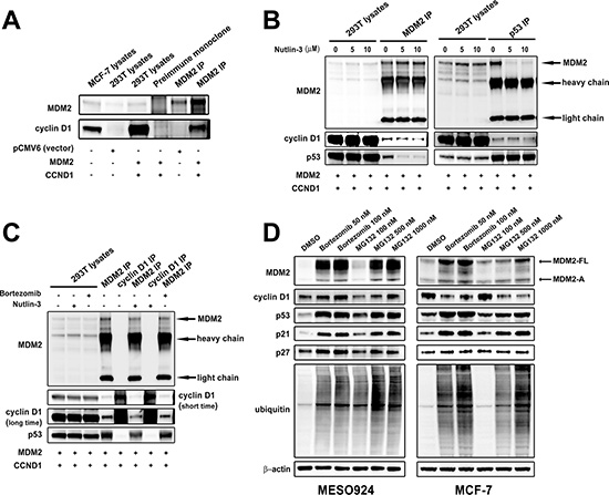 Cyclin D1 regulation by MDM2 depends on expression and ubiquitin E3-ligase activity of MDM2.