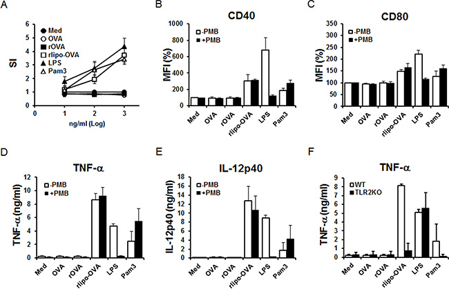 rlipo-OVA stimulates immune cell activation via TLR2.