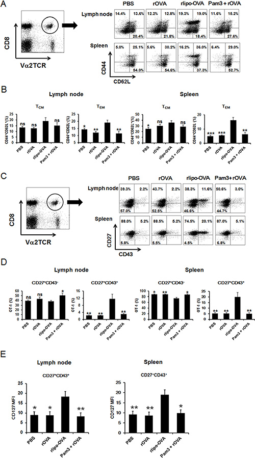 Immunization with rlipo-OVA increases memory CD8 T cells.