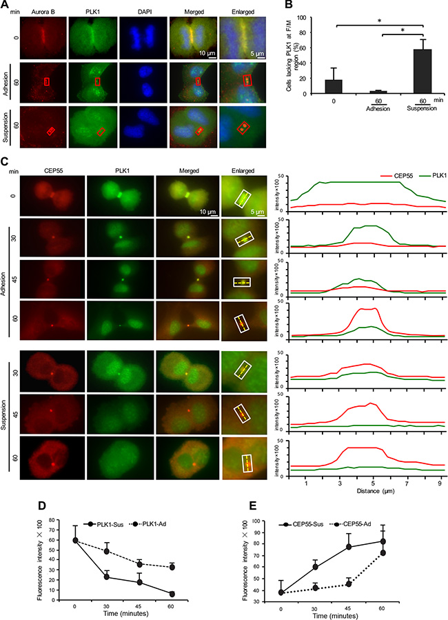 Cell adhesion is involved in the regulation of the presence of PLK1 and CEP55 at the midbody.
