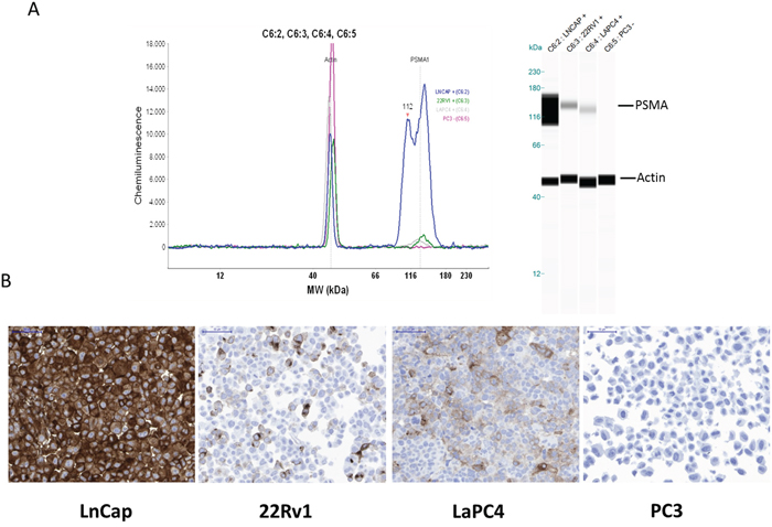 PSMA expression analyses of different prostate cancer cell lines (LNCaP, 22Rv1, LaPC4, and PC-3) by Western blot (A) or immunohistochemistry (B).