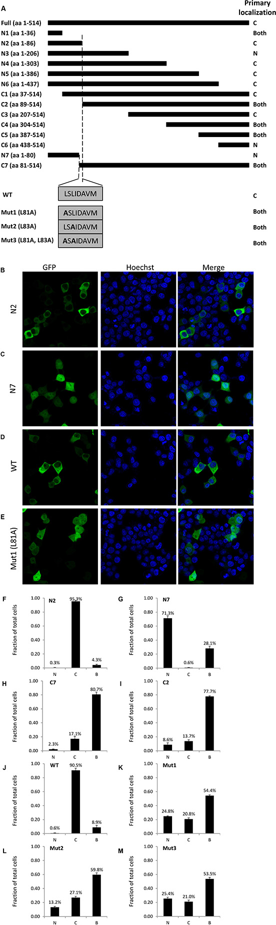 Identification of TBLR1 localization sequences by deletion mutation analysis.