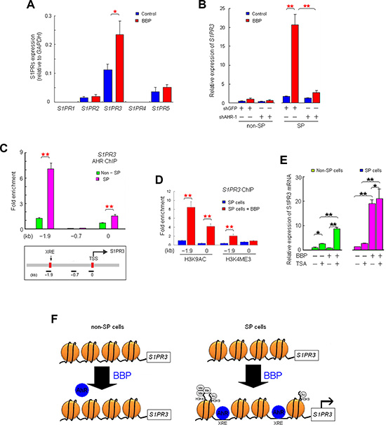 AHR activates S1PR3 in SP, but not non-SP cells.