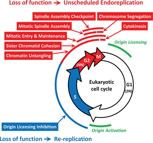 Specific cell cycle events associated with either DNA re-replication or unscheduled endoreplication.