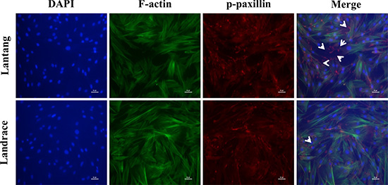 The distribution of focal adhesions (FAs) and F-actin filaments during SC migration grown on FN.