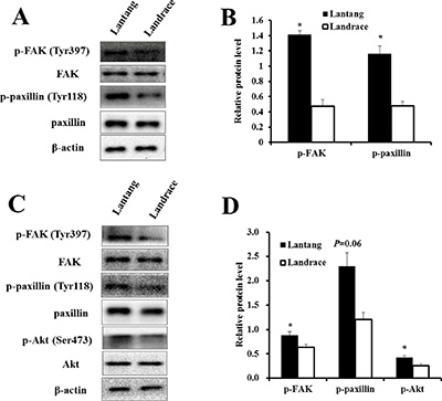 The protein expression of the FAK signaling pathway in the adhesion and migration assays.