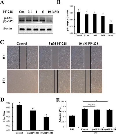 The effect of inhibition of p-FAK by PF-573228 on SC migration and adhesion.