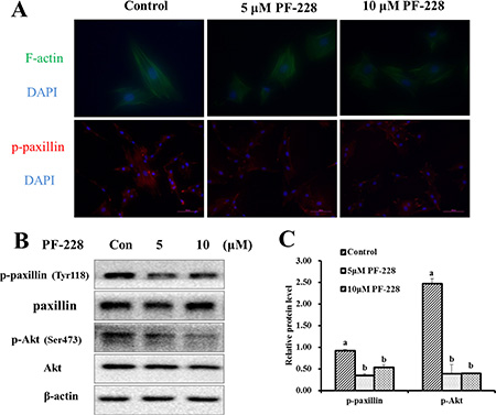 The expression of F-actin filaments, p-paxillin and p-Akt after 24 h of PF-228 treatment.