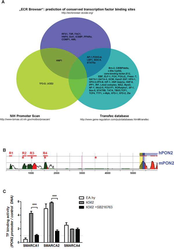 Identification of pathways and / or transcription factors involved in PON2 regulation.