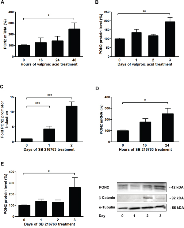 Inhibition of GSK-3&beta; results in up-regulation of PON2 expression in K562 cells.