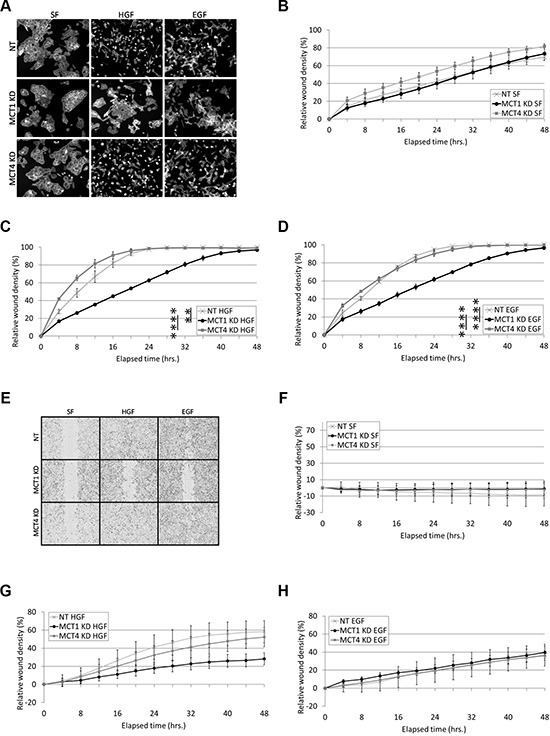 MCT1 KD reduces HGF- and EGF-induced cell motility.